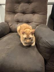 Shelter Stray Male Cat last seen Near BLOCK S LEE AVE, Oklahoma City, OK 73129