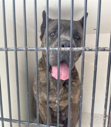 Shelter Stray Female Dog last seen BIRCHWOOD DR NE, Huntsville, AL 35805
