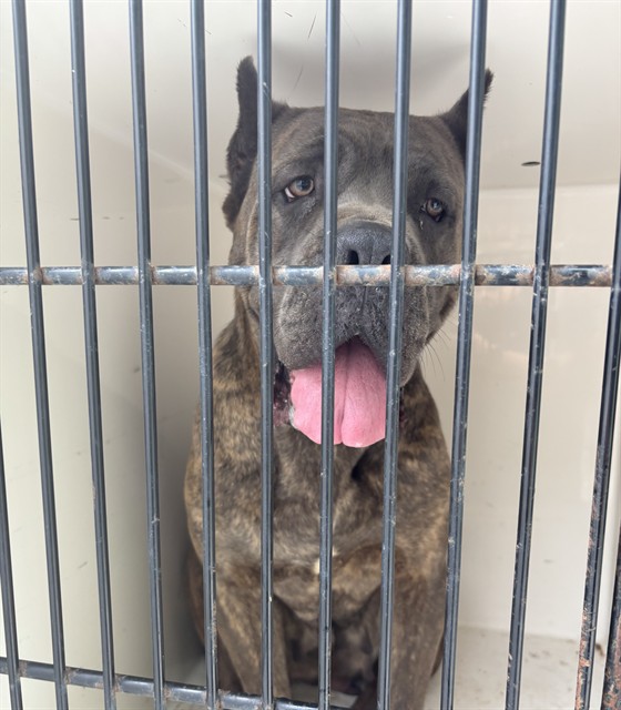 Shelter Stray Female Dog last seen BIRCHWOOD DR NE, Huntsville, AL 35805