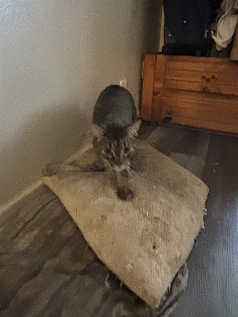 Shelter Stray Male Cat last seen Near BLOCK S LEE AVE, Oklahoma City, OK 73129