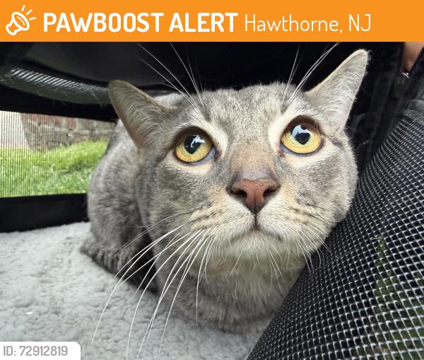 Found/Stray Male Cat last seen Goffle brook park. I have more pics aswell !, Hawthorne, NJ 07506