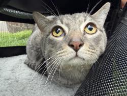Found/Stray Male Cat last seen Goffle brook park. I have more pics aswell !, Hawthorne, NJ 07506
