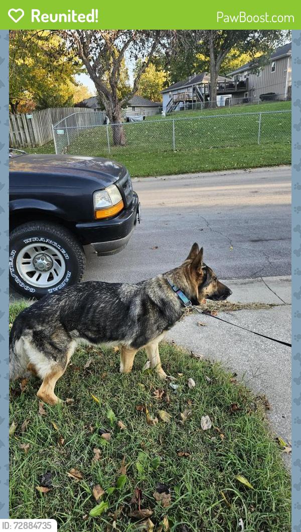 Reunited Female Dog last seen E 20th Street Ct S and E 19th Terr S , Independence, MO 64057