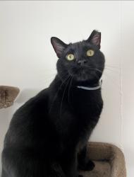 Lost Male Cat last seen Caven Ave and Maynard Ave, Louisville, KY 40229