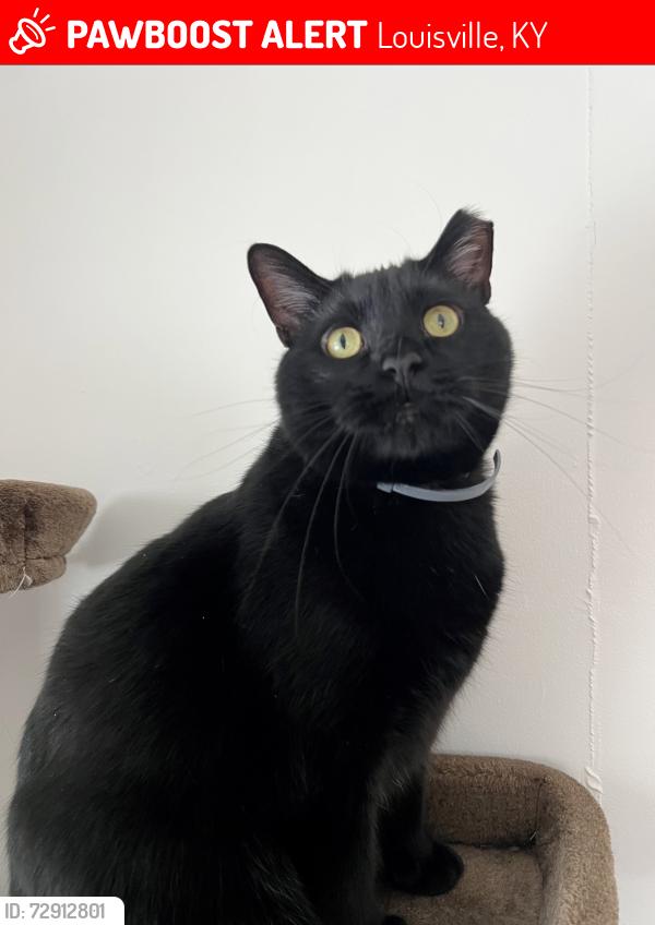 Lost Male Cat last seen Caven Ave and Maynard Ave, Louisville, KY 40229