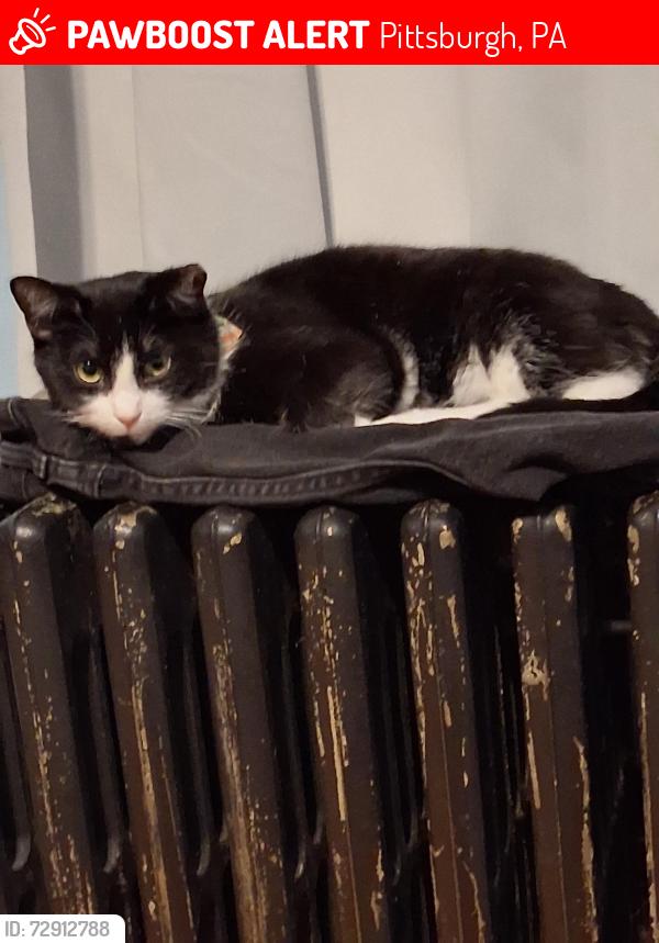 Lost Female Cat last seen Herman street and Mt Royal Blvd, Pittsburgh, PA 15223