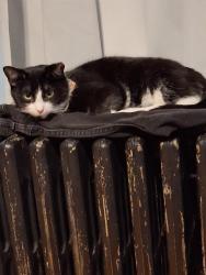 Lost Female Cat last seen Herman street and Mt Royal Blvd, Pittsburgh, PA 15223