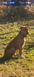 Lost Male Dog last seen 25th and green, Wichita, KS 67219