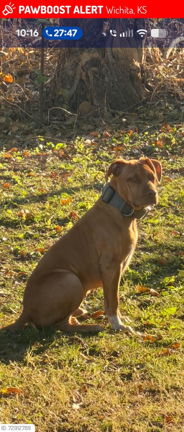Lost Male Dog last seen 25th and green, Wichita, KS 67219