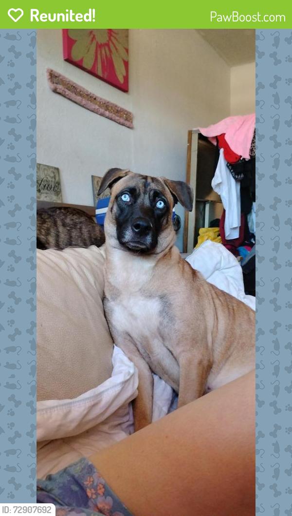 Reunited Female Dog last seen Louetta , Cypress, TX 77429
