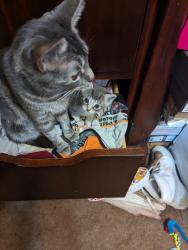 Lost Female Cat last seen Chews Landing Rd, Clementon, NJ 08021