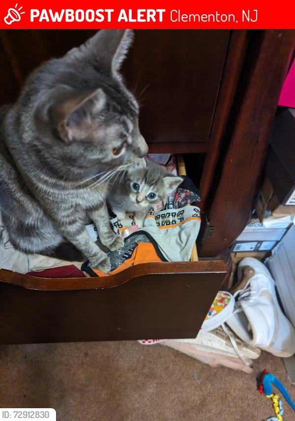 Lost Female Cat last seen Chews Landing Rd, Clementon, NJ 08021
