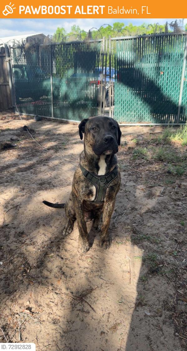 Found/Stray Male Dog last seen By the dollar general on 301 , Baldwin, FL 32234