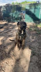 Found/Stray Male Dog last seen By the dollar general on 301 , Baldwin, FL 32234