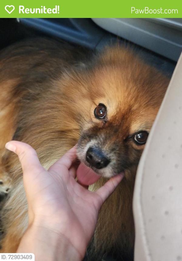 Reunited Male Dog last seen Tupelo ct , Menifee, CA 92586