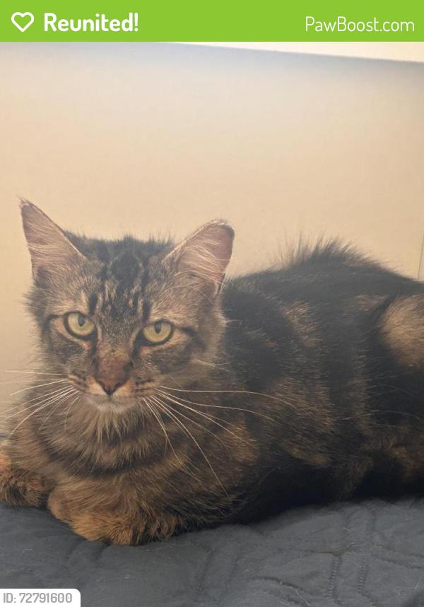 Reunited Female Cat last seen Near Twig Lane - Yardley, hse backs up to Oxford Valley, Morrisville, PA 19067