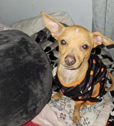 Lost Male Dog last seen Near w huisache  and lake, San Antonio, TX 78201