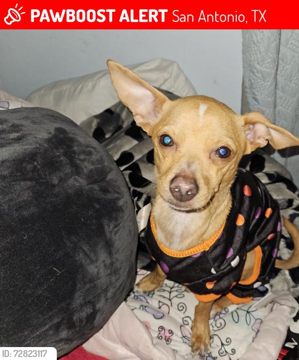 Lost Male Dog last seen Near w huisache  and lake, San Antonio, TX 78201