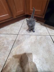 Found/Stray Unknown Cat last seen 30th ave Claremont , Phoenix, AZ 85017