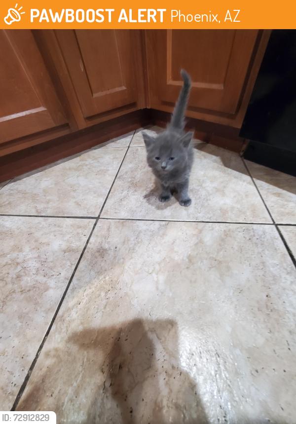 Found/Stray Unknown Cat last seen 30th ave Claremont , Phoenix, AZ 85017
