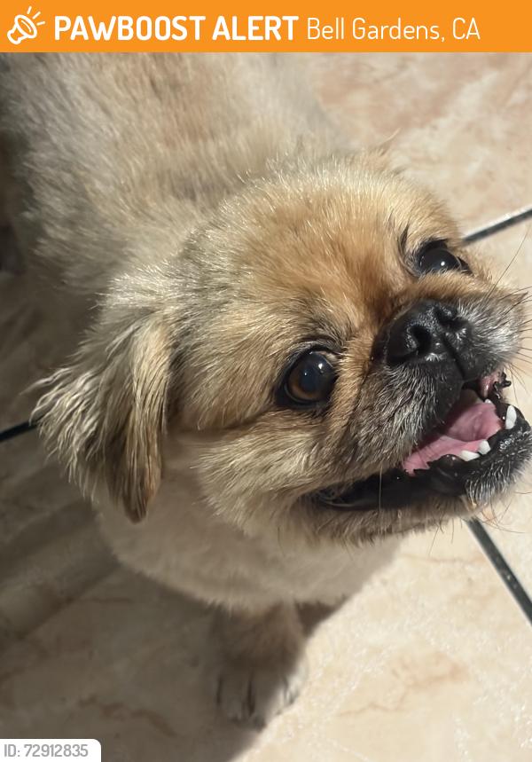 Found/Stray Male Dog last seen Gotham, Bell Gardens, CA 90201