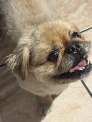 Found/Stray Male Dog last seen Gotham, Bell Gardens, CA 90201