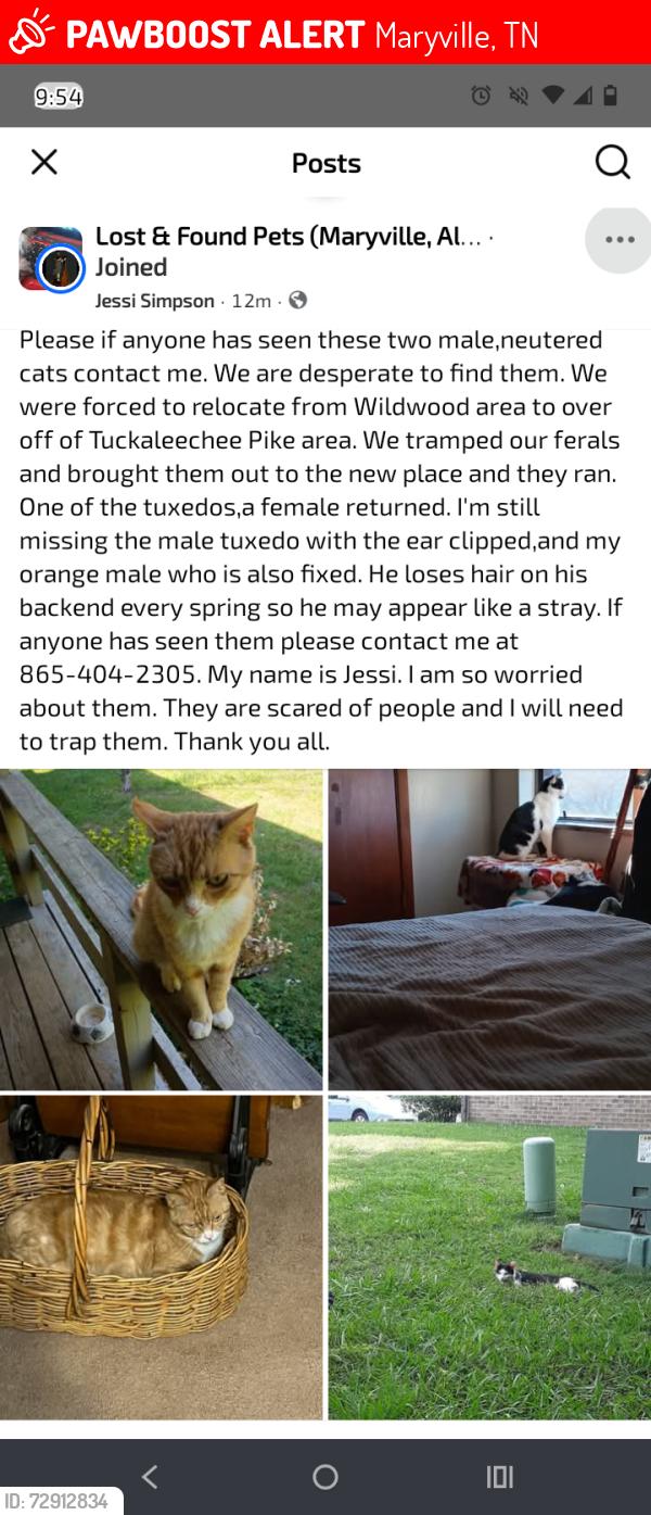 Lost Male Cat last seen Tuckaleechee Pike, Maryville, TN 37803