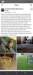 Lost Male Cat last seen Tuckaleechee Pike, Maryville, TN 37803