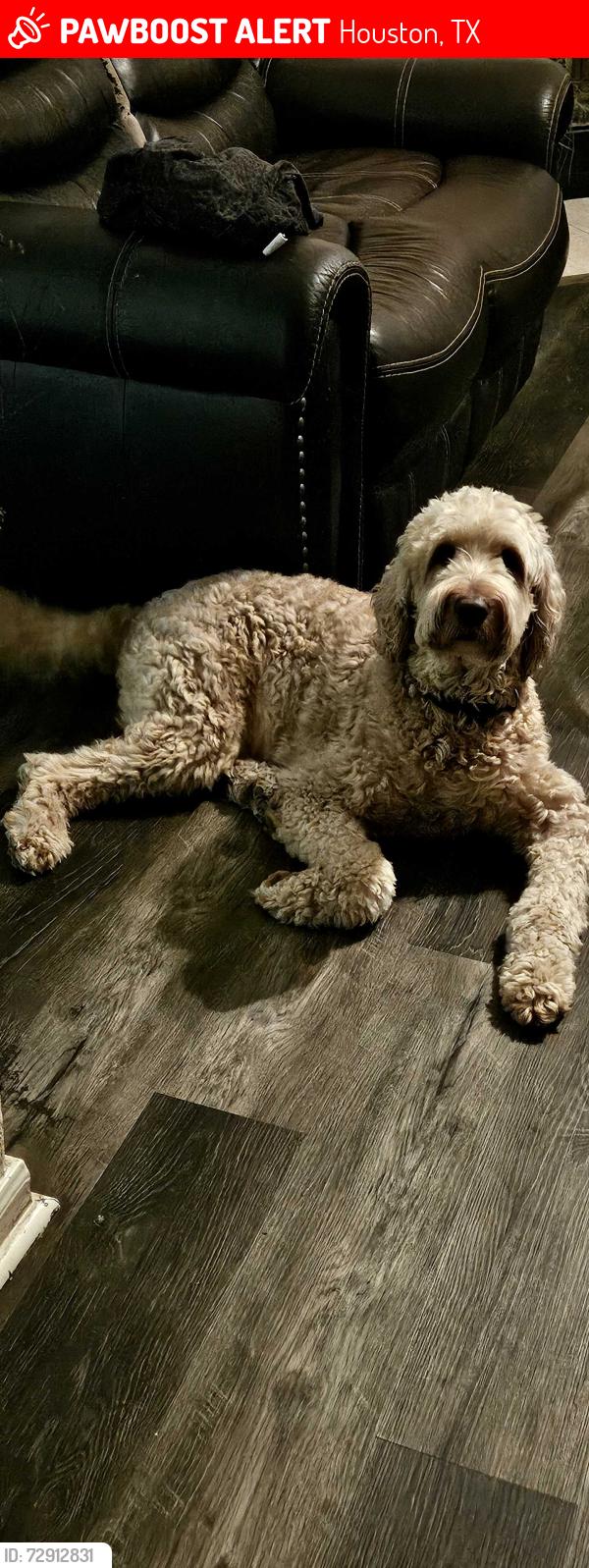 Lost Male Dog last seen West Gulf Bank , Houston, TX 77088