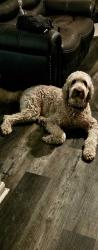 Lost Male Dog last seen West Gulf Bank , Houston, TX 77088