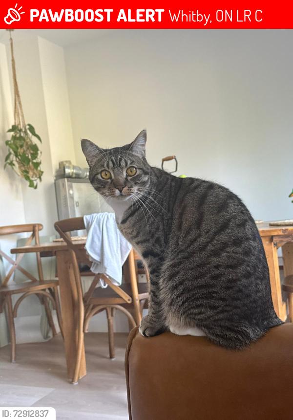 Lost Male Cat last seen Brock and rossland, Whitby ont , Whitby, ON L1R 2C9