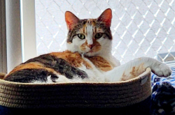 Lost Female Cat last seen Telfair Ave and Osborne St, Los Angeles, CA 91331