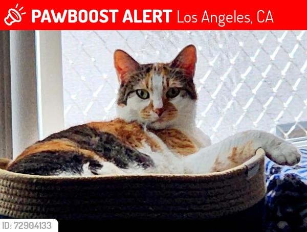 Lost Female Cat last seen Telfair Ave and Osborne St, Los Angeles, CA 91331