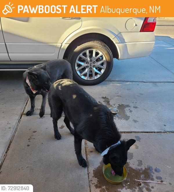 Found/Stray Unknown Dog last seen San Pedro and gibson, Albuquerque, NM 87108