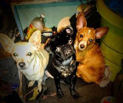 Reunited Female Dog last seen Durfee and maxson rd, El Monte, CA 91732