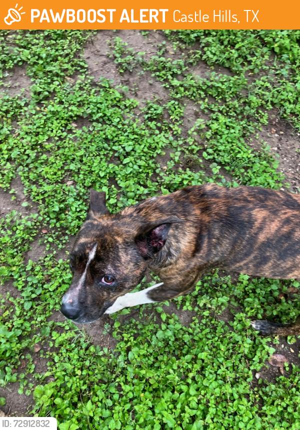Found/Stray Female Dog last seen Near / West Ave, Castle Hills, TX 78213