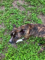 Found/Stray Female Dog last seen Near / West Ave, Castle Hills, TX 78213