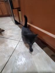 Found/Stray Unknown Cat last seen 30th ave Claremont , Phoenix, AZ 85017