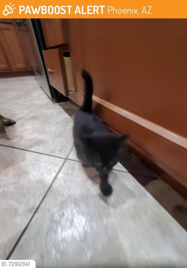 Found/Stray Unknown Cat last seen 30th ave Claremont , Phoenix, AZ 85017