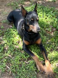 Reunited Male Dog last seen Timber path, San Antonio, TX 78250