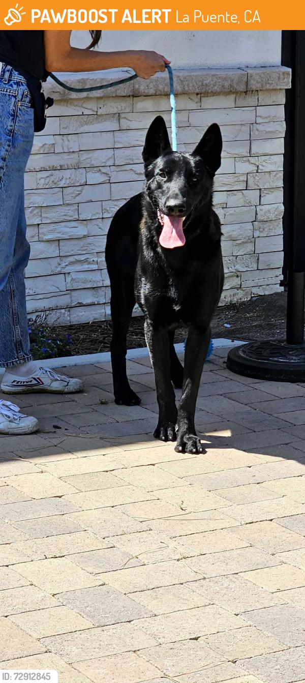 Found/Stray Male Dog last seen Near Valley Blvd and Valinda, La Puente, CA 91744