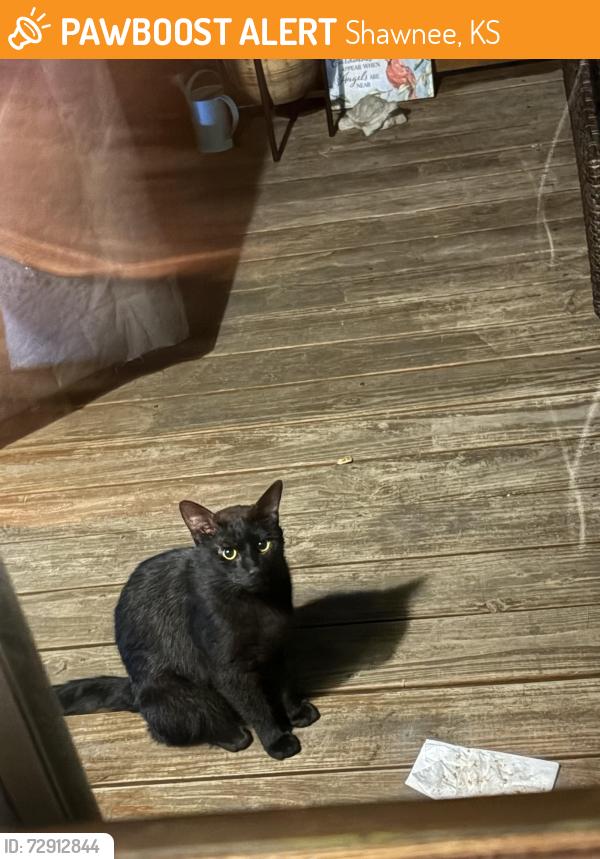 Found/Stray Unknown Cat last seen 47th and Nieman, Shawnee, KS 66203