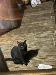 Found/Stray Unknown Cat last seen 47th and Nieman, Shawnee, KS 66203