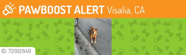 Found/Stray Unknown Dog last seen Giddings and Paradise, Visalia , Visalia, CA 93277