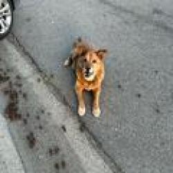 Found/Stray Unknown Dog last seen Giddings and Paradise, Visalia , Visalia, CA 93277