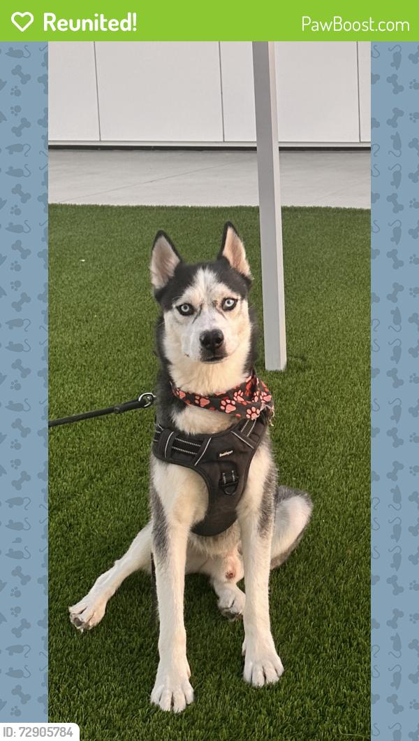 Reunited Male Dog last seen W 60th and halldale st , Los Angeles, CA 90047