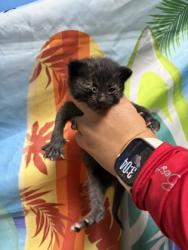 Shelter Stray Female Cat last seen Near Westwood Drive, Anderson SC 29627, Anderson County, SC, Anderson, SC 29622