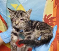 Shelter Stray Female Cat last seen Near Lemans Dr, 29626, Anderson County, SC, Anderson, SC 29622