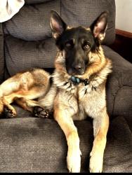 Reunited Male Dog last seen S poinciana , Kissimmee, FL 34758