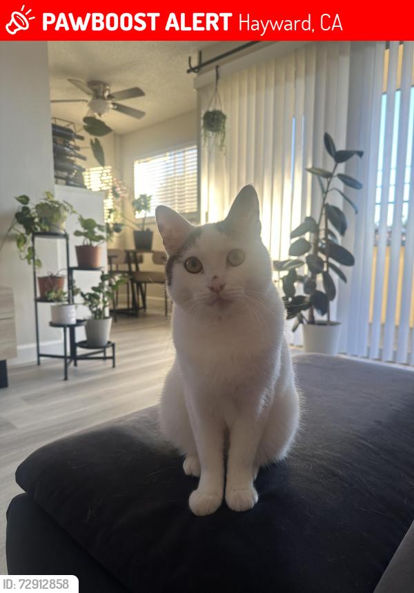 Lost Male Cat last seen Amador & Jackson Street Hayward CA, Hayward, CA 94544